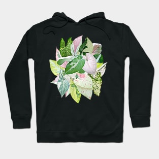 SYNGONIUM BUCKET Hoodie